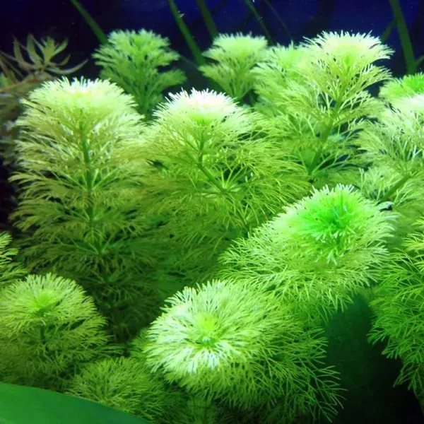 limnophila sessiliflora (5cm bos)