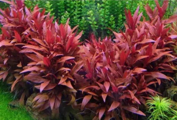 Alternanthera reineckii (5cm bos)