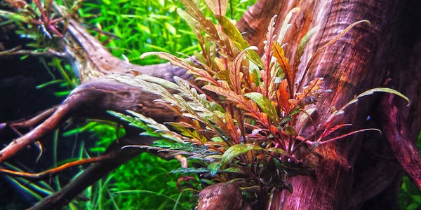 Hygrophila pinnatifida (5cm bos)