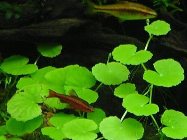Hydrocotyle leucocephala (5cm bos)