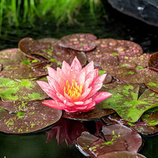 Nymphaea Wanvisa