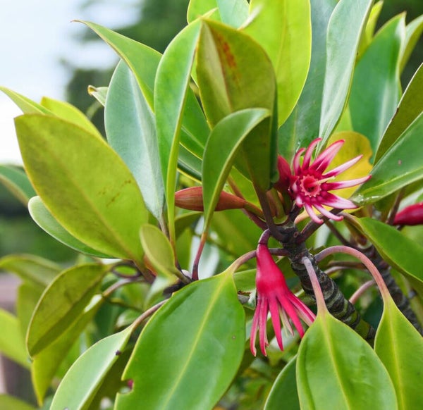 Grootbladige oranje mangrove (Bruguiera gymnorhiza)