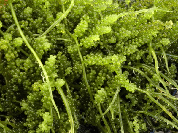 Caulerpa lentillifera