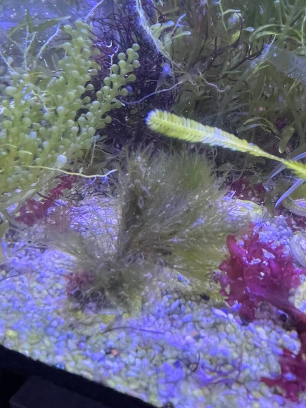 cladophora Sp