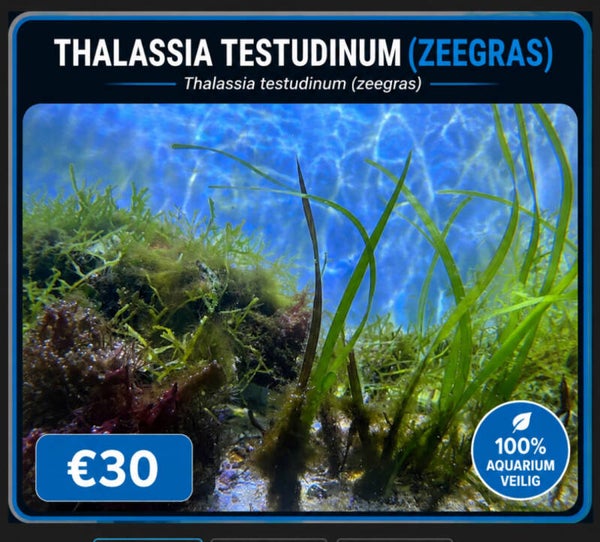 Thalassia testudinum (zeegras)