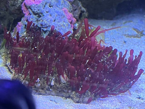 Solieria spp.