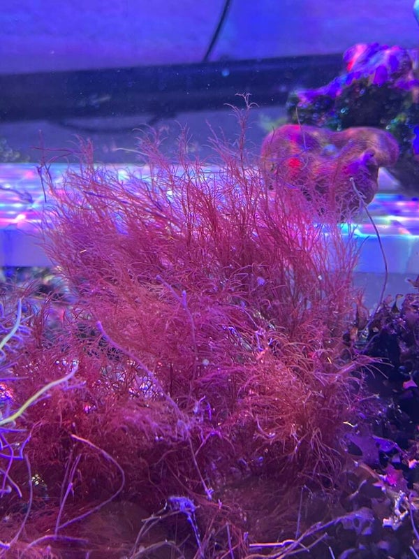 polysiphonia stricta