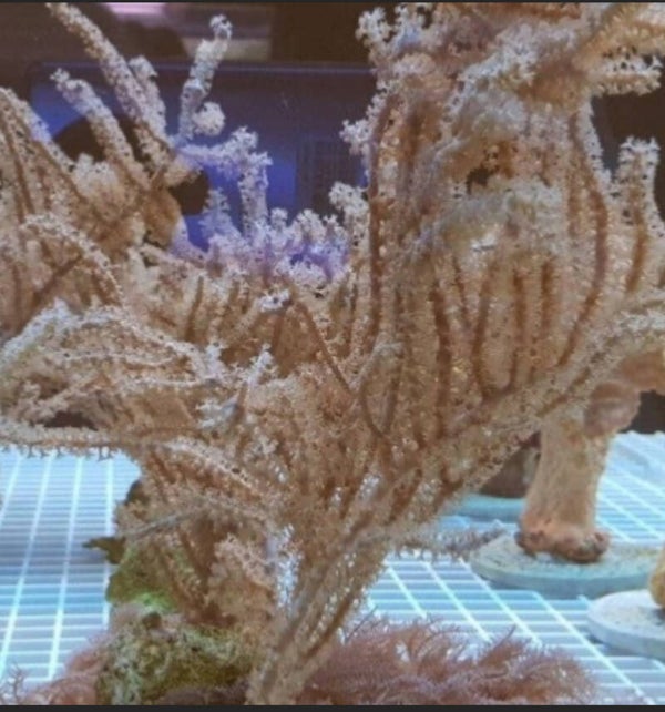 Antillogorgia Acerosa S-size 10/15 cm