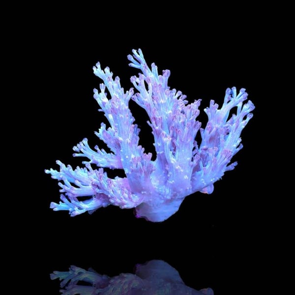 Cespitularia Sp Fosfor Blue - Kenia M