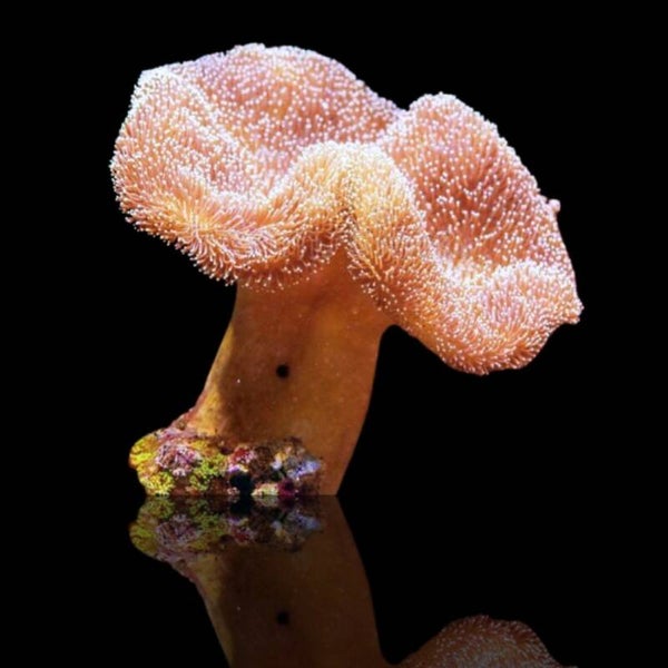 Sarcophyton sp. - Toadstool Mushroom M