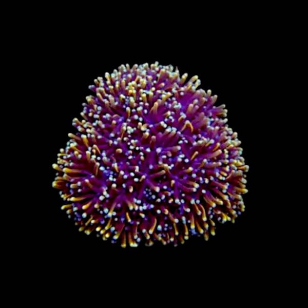 GALAXEA FASCICULARIS GOLD Tiny frage