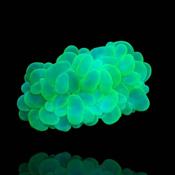 Plerogyra Sinuosa Green - Green Bubble Coral M