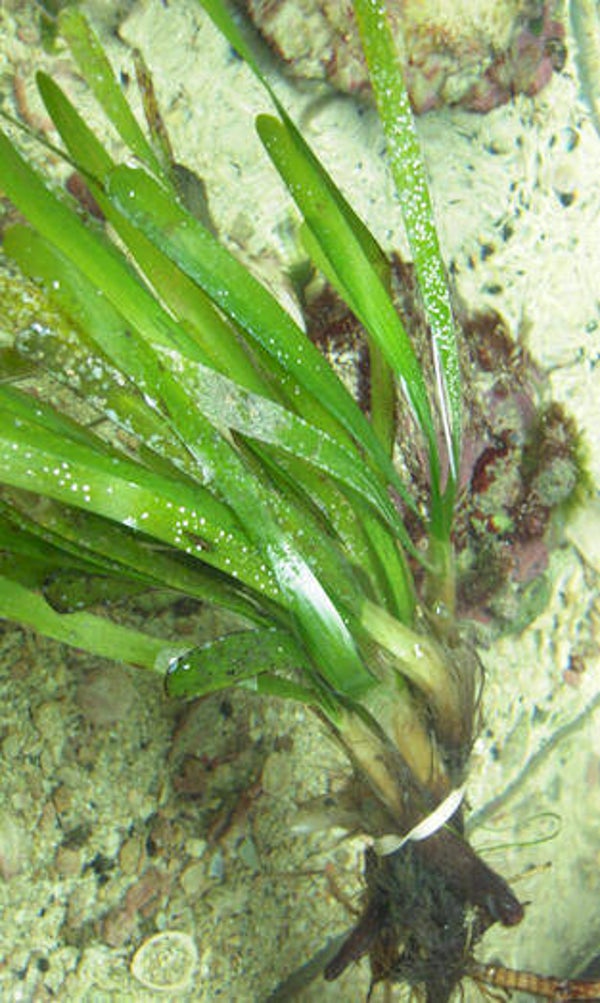 Thalassia testudinum (zeegras)