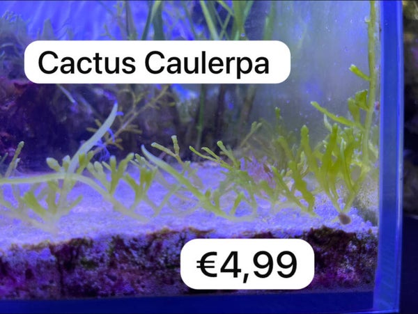 Cactus Caulerpa (portie)