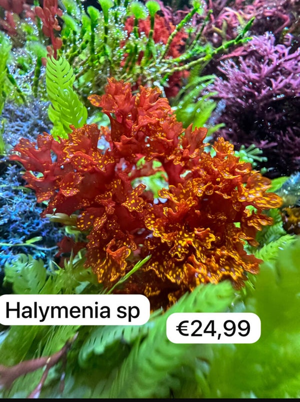 Halymenia Sp
