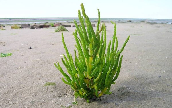 Zeekraal (Salicornia 'Europaea')