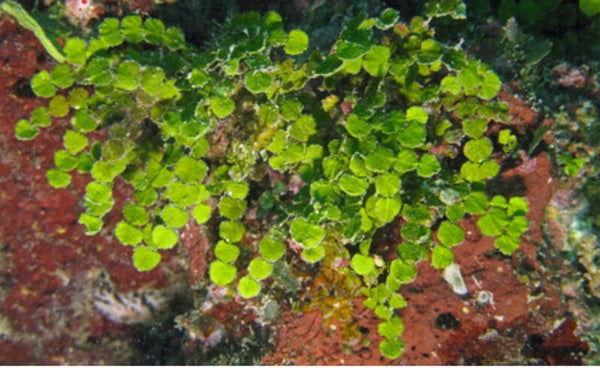 Halimeda opuntia