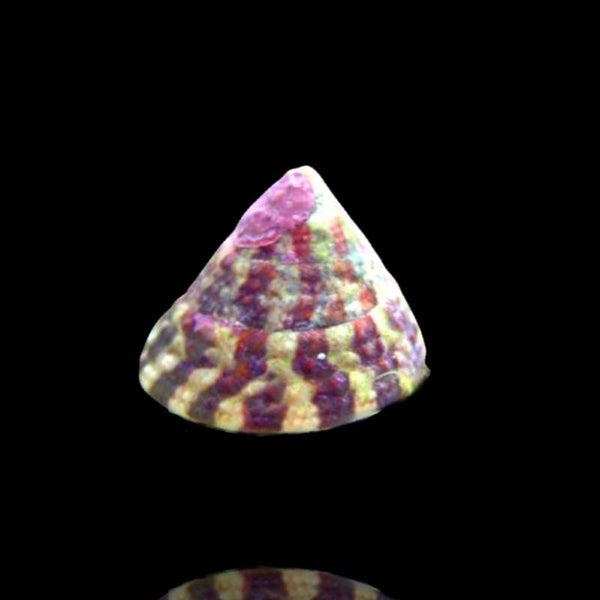 TROCHUS HISTRIO