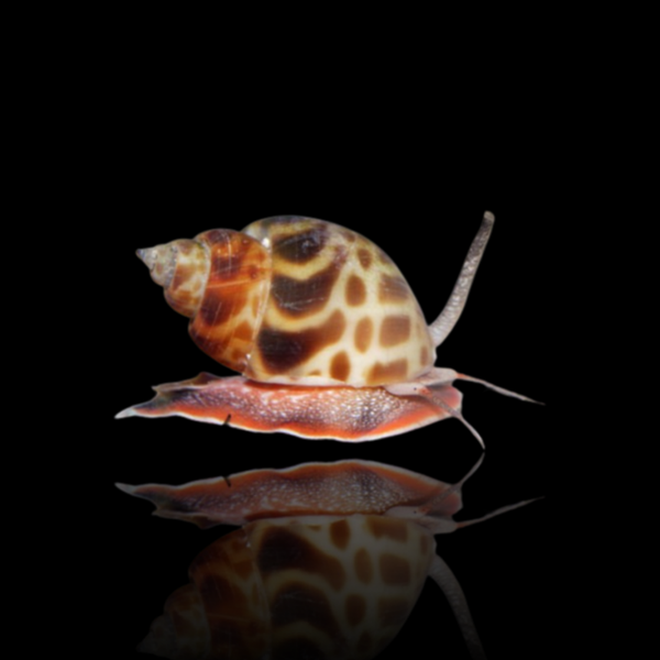 BUCCINULUM CORNEUM