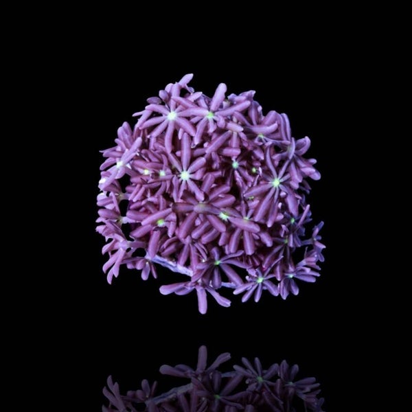 Anthelia green center frag