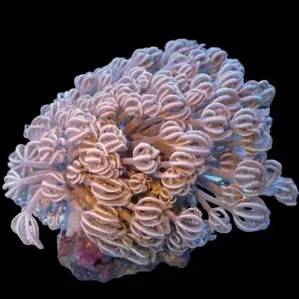 Xenia spp S