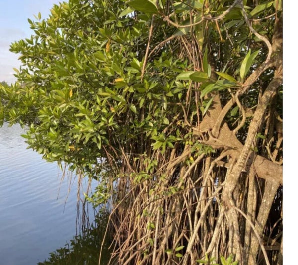 Steltenmangrove (Rhizophora apiculata)