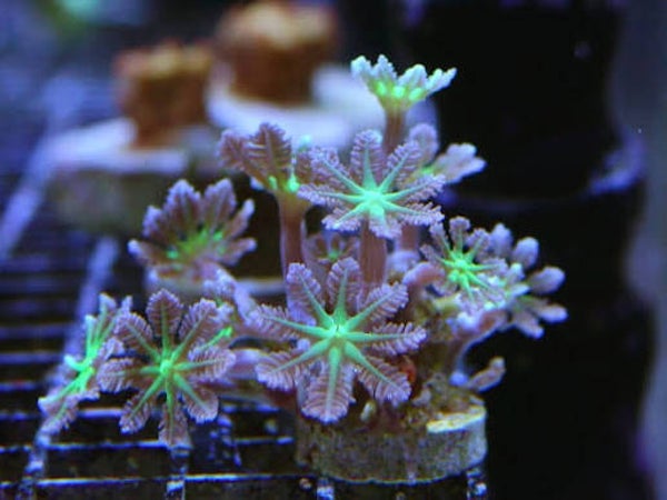 Clavularia sp orange/yellow/green stripe - kloof poliepen