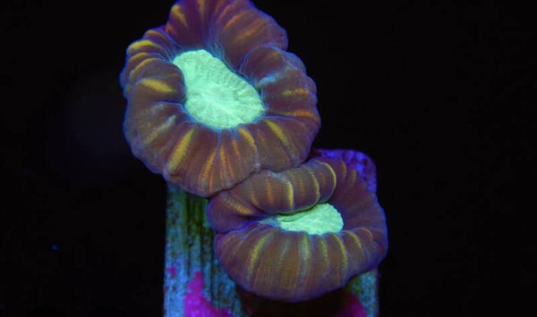 Caulastrea Echinulata S
