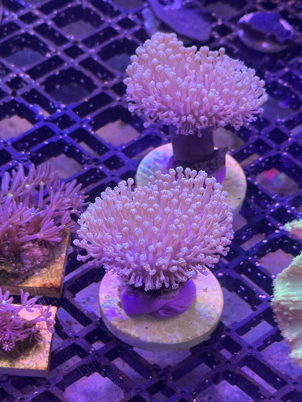 Sarcophyton Ehrenbergi S