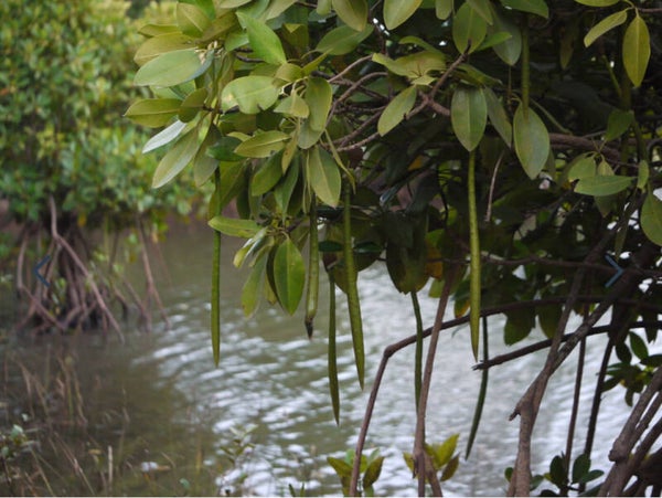 Aziatische mangrove (Rhizophora mucronata)