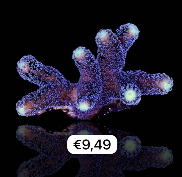 Stylophora Pistillata - Purple tiny frag