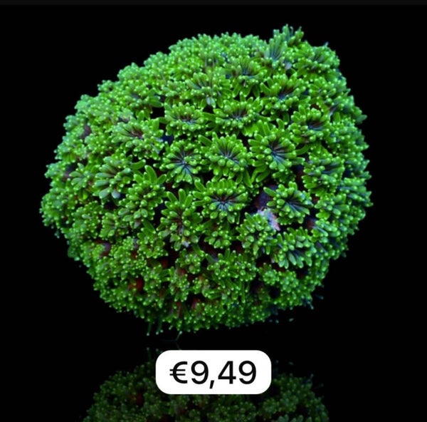 Galaxea fascicularis Tiny frag