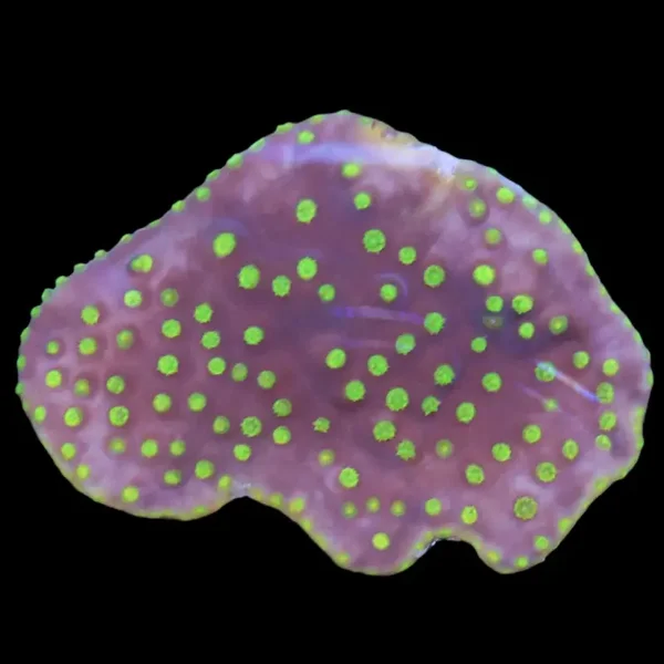 Turbinaria Peltata Tiny frag