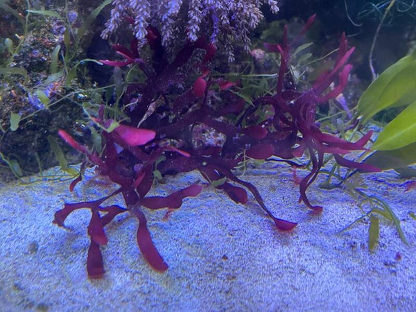 gracilaria hayi