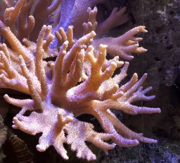 SINULARIA POLYDACTYLE SINGAPORE
