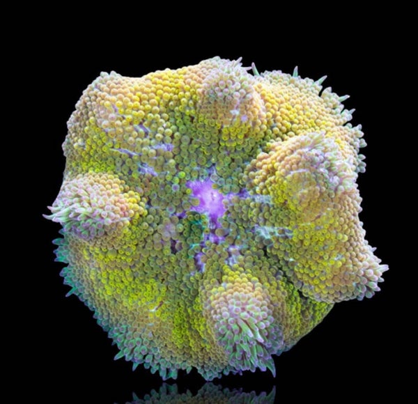 Stichodactyla Tapetum