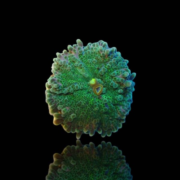 Ricordea Green