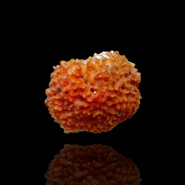 Acanthella cavernosa xxl