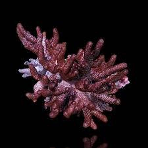 Cladiella Halversoni S