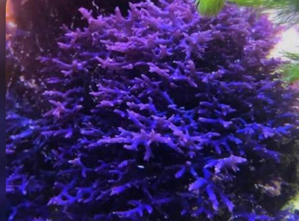 blauwe Hypnea pannosa