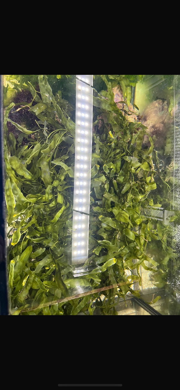 caulerpa