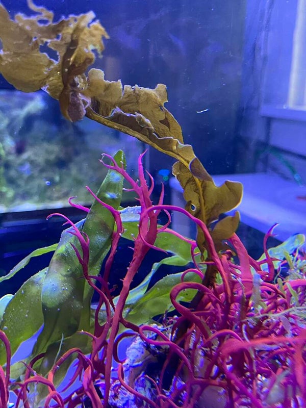 undaria kelp