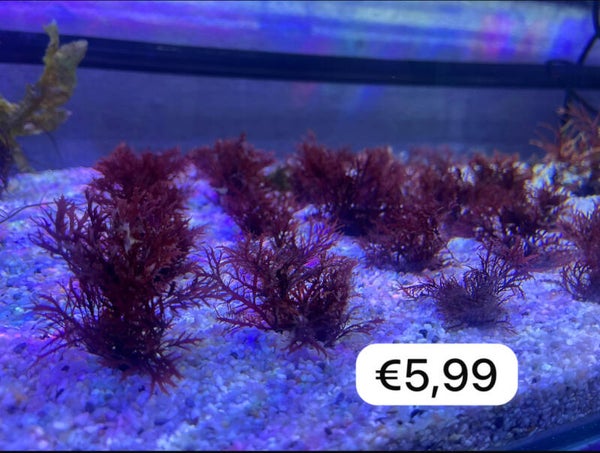 Gelidium Vagum (rode pompon wieren)