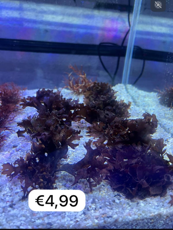 Chondis Cripus
