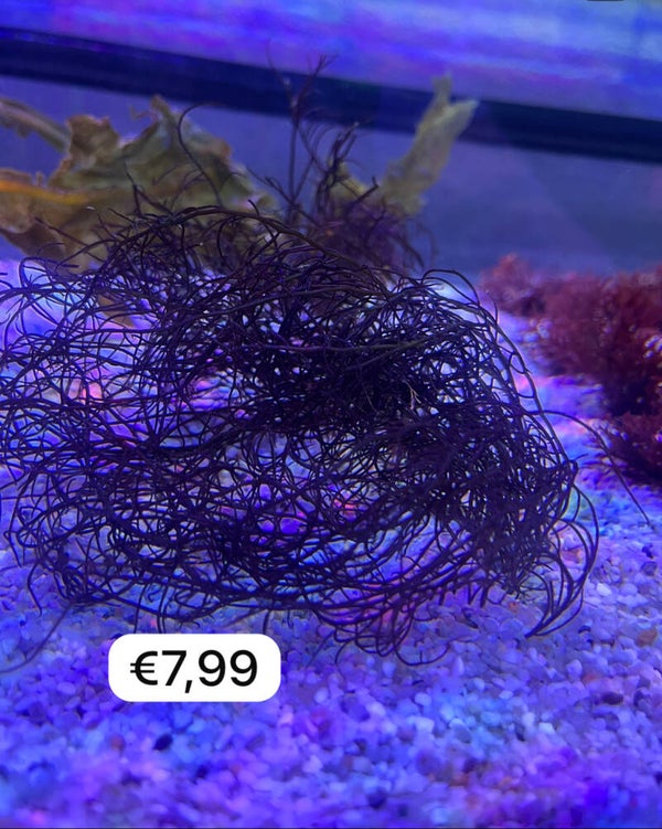 Donkere Gracilaria