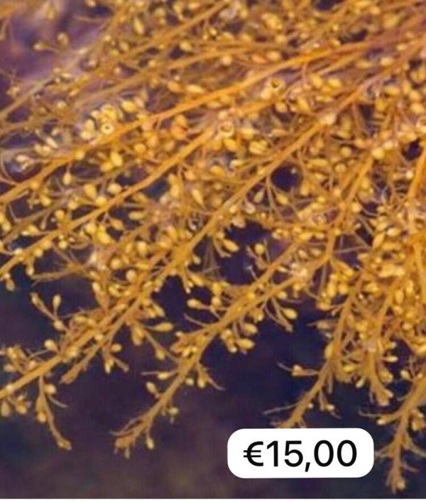 Sargassum (Japans bessenwier)