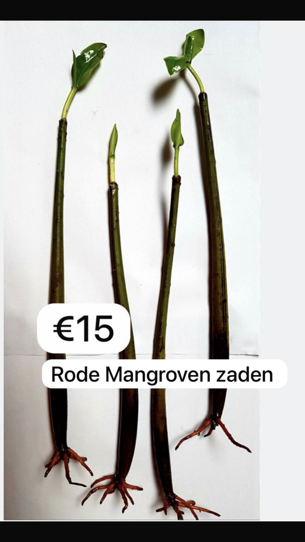 Rode mangrove (Rhizophora mangle)