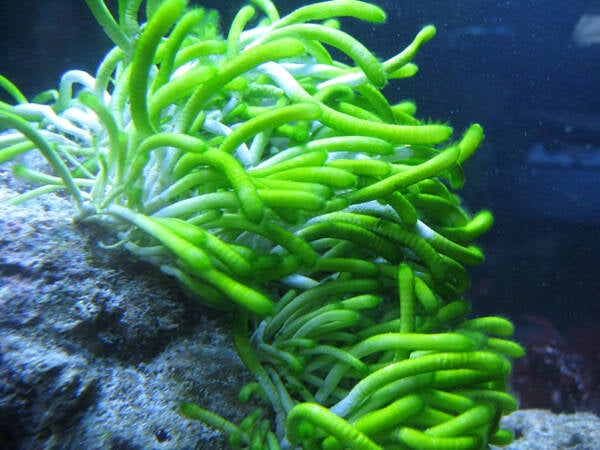 neomeris