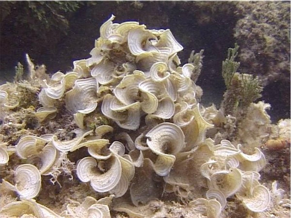 padino gymnosporia