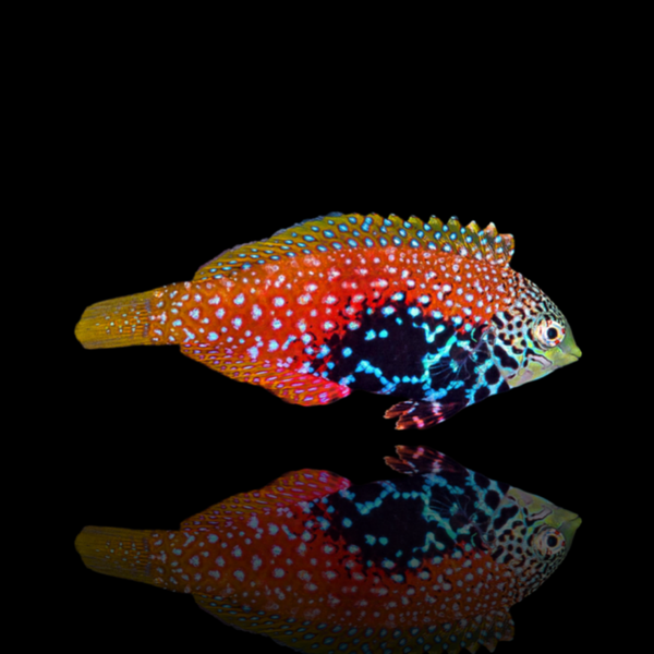 Macropharyngodon bipartitus